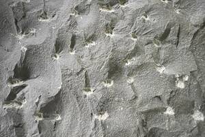 Palisaden -10x50cm- SANOKU® Basalt 10x50x150cm anthrazit-schwarz